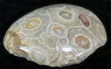 Polished Fossil Coral Head - Morocco #22309-1
